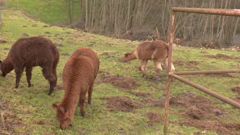 tres alpacas marrones de pie en un prado verde comiendo hierba