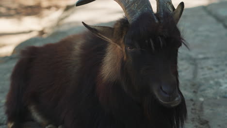 close-up of a black goat