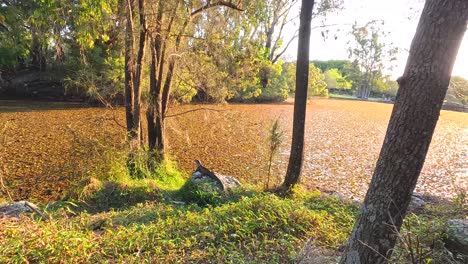 lizard basking near a serene pond