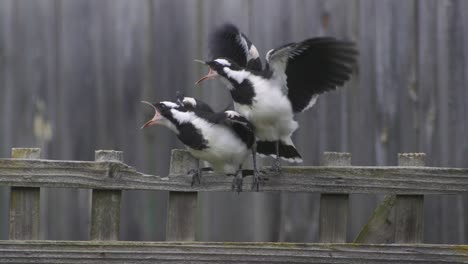 magpie-lark mudlark juveniles getting fed by adult perched sat together on fence trellis australia maffra gippsland victoria slow motion