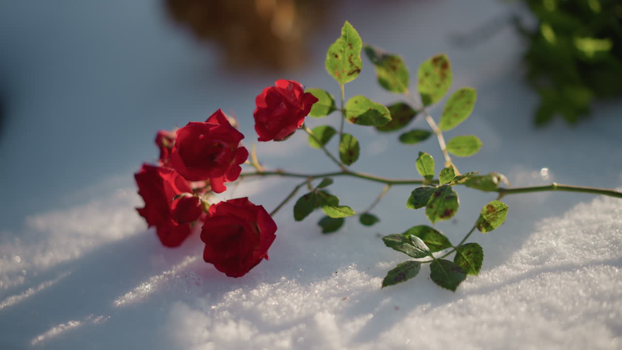 Rose rosse che riposano sulla neve, morbida luce solare dorata illumina petali rugiadosi e foglie verdi, delicati cristalli di brina scintillano sulla superficie, profondità di campo ridotta cattura un intimo dettaglio botanico nel freddo.