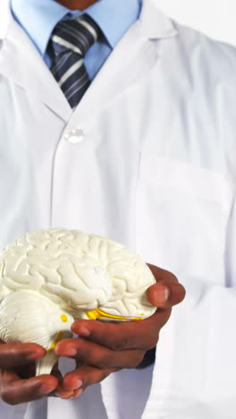 sección media del médico que sostiene el modelo del cerebro humano