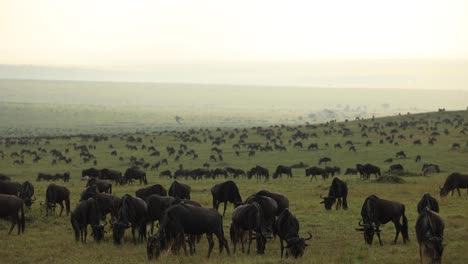 lapso de tiempo de una enorme manada de ñus pastando en las vastas llanuras del masai mara, kenia