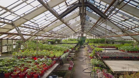 old greenhouse filled with plants