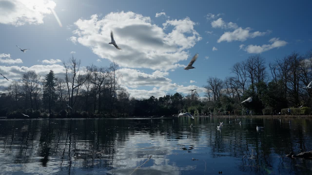 Tranquil reflections, pond water scenery, slow motion bird flight
