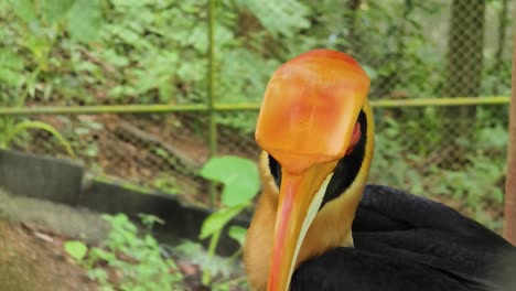 close-up of a hornbill