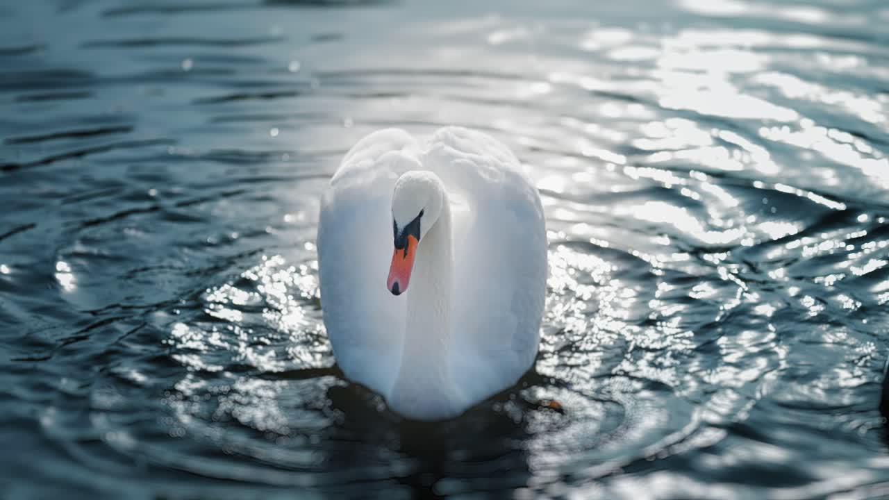 A beautiful white swan wiggles its tail and wings sending ripples on the water's surface