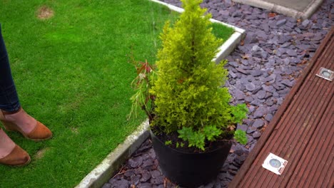 regar un abeto en el jardín con una ducha de riego