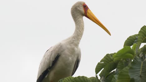 a close up shot of the face of a yellow billed stork in africa