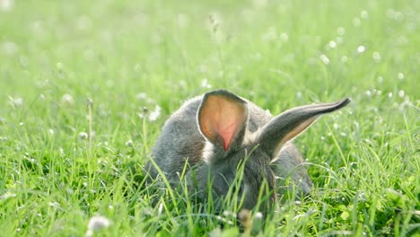 a rabbit in a grassy field