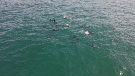 Toma-De-Drone-De-Una-Manada-De-Delfines-Mulares-Nadando-En-El-Océano-Sudafricano