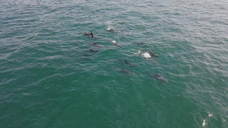 tomada de un dron de un grupo de delfines nariz de botella nadando en el océano sudafricano