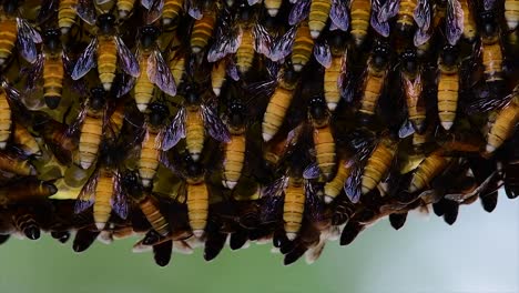 Es-Ist-Bekannt,-Dass-Honigbienen-Große-Nestkolonien-Mit-Symmetrischen-Taschen-Aus-Wachs-Bauen,-Um-Honig-Als-Nahrungsquelle-Zu-Speichern