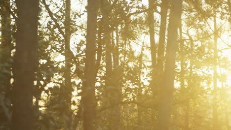 luz de fondo del bosque entre árboles con destello de lente del sol
