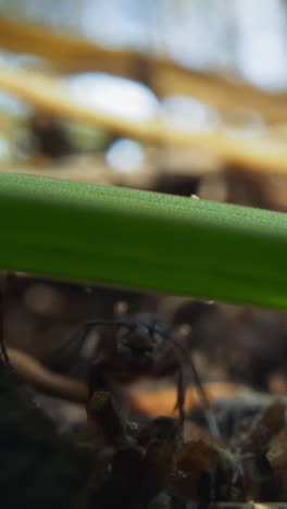 black ants crawl among dry sticks grass leaves and yellow pine needles along ground in spring forest on sunny day super close view wide