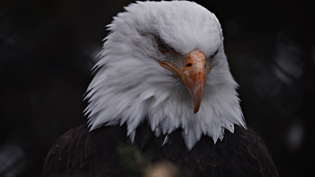 Majestic Close-up of a Bald Eagle's Head