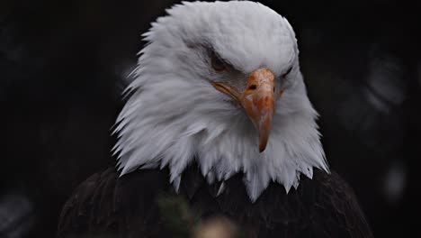 majestic close-up of a bald eagle's head