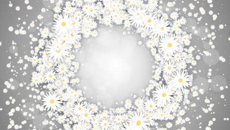 round wreath of white daisies on gray animated background. small flying daisies flowers with abstract particles. looped holiday animation.