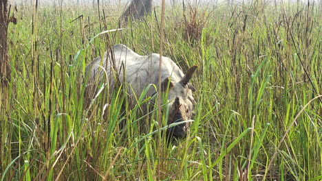 the rare one horned rhino in the grasslands of nepal