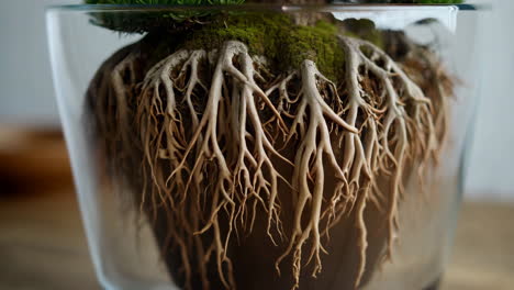 close-up of bonsai roots in a glass container