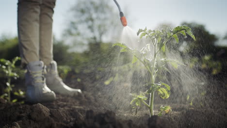Spraying cabbage sprouts with pesticides 1