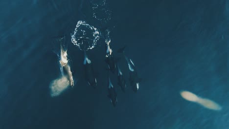 group-of-six-orcas-swimming-together-comming-up-to-breath-60fps