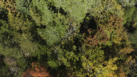 Bird's-Eye-View-Of-Forest-With-Autumn-Foliage-Trees-In-Eagle-Hollow,-Arkansas,-USA