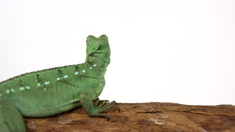 jesús lagarto basilisco verde posado en la rama de un árbol mira a la distancia - desde atrás - aislado sobre fondo blanco.