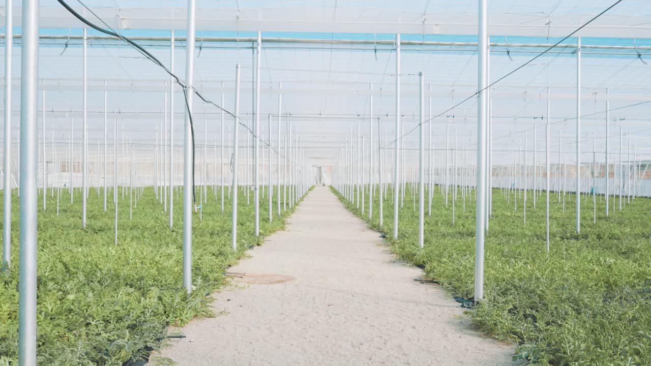 Watermelon plants growing in greenhouse: agriculture industry