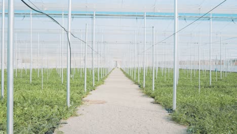 watermelon plants growing in greenhouse: agriculture industry