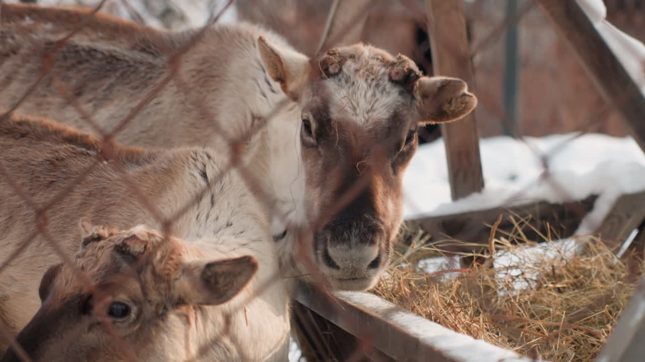 Rentier-Mutter und Kalb weiden in einem verschneiten Bauernhofgehege am Maschendrahtzaun, Nahaufnahme von staubigem Fell und gefrorener Schnauze, fressen aus einem Holztrog, warme mütterliche Interaktion, rustikaler Scheunenhintergrund
