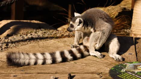 lemur exploring its surroundings at the zoo