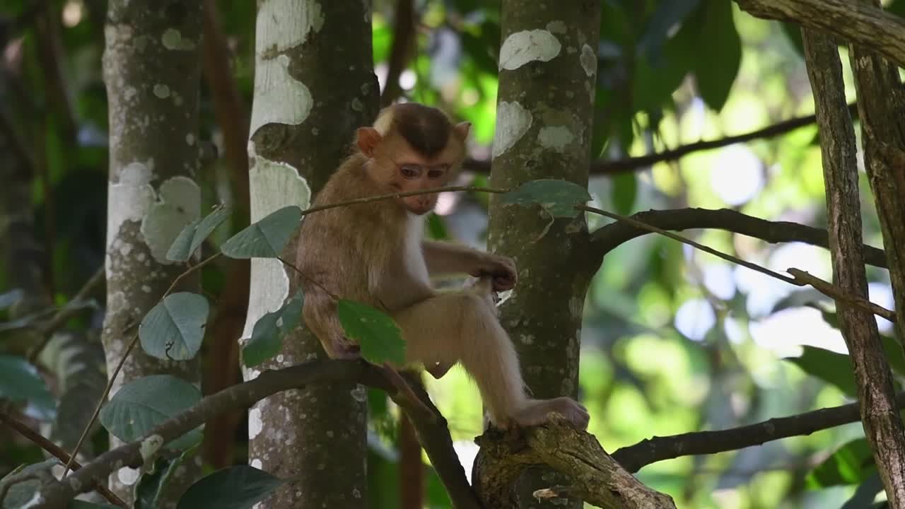 mono macaco de cola de cerdo del norte sentado en la rama de un árbol mientras mira a su alrededor y se rasca las bolas que pican en el parque nacional de khao yai, tailandia