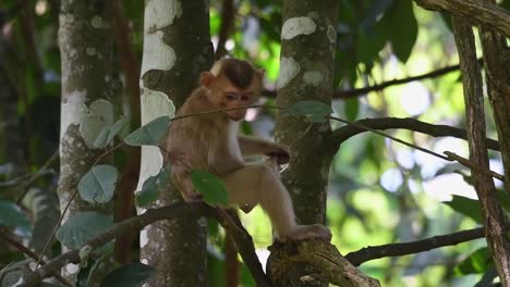 Nördlicher-Schweinsschwanz-makaken,-Der-Auf-Einem-Baumzweig-Sitzt,-Während-Er-Sich-Umschaut-Und-Juckende-Bälle-Im-Khao-Yai-Nationalpark,-Thailand,-Kratzt