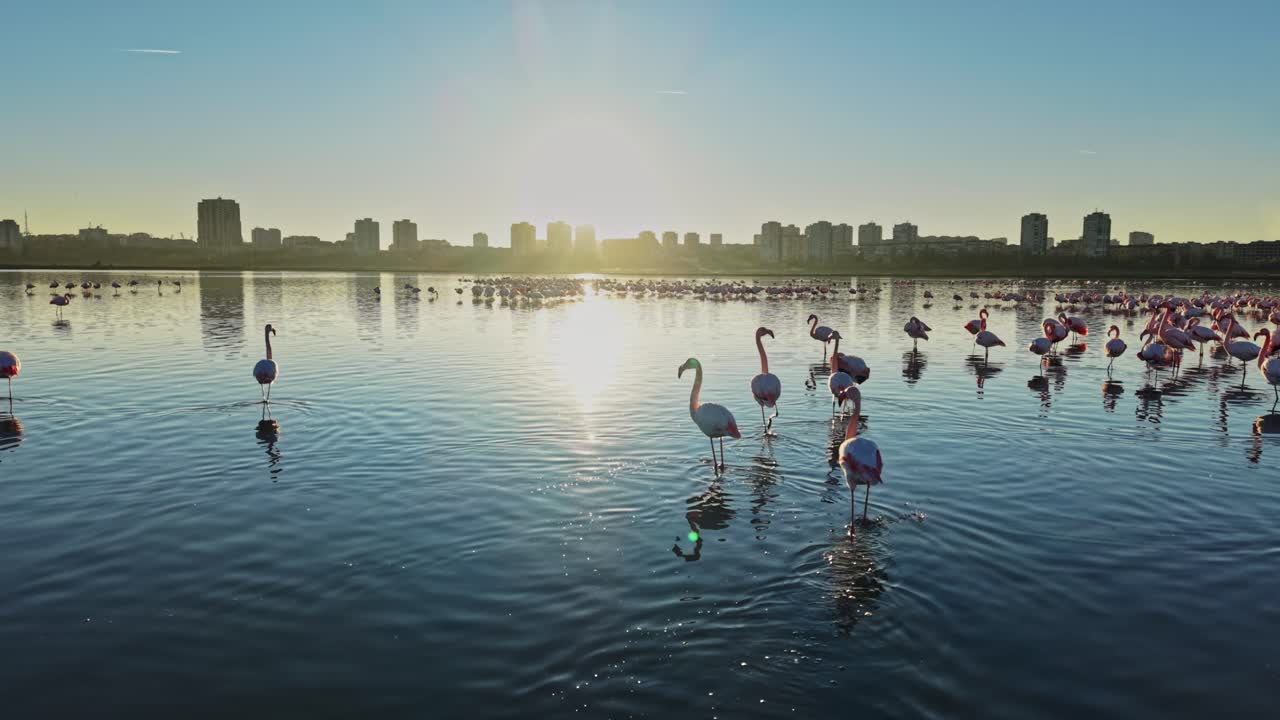 Flamingos gather near water with city skyline at sunset