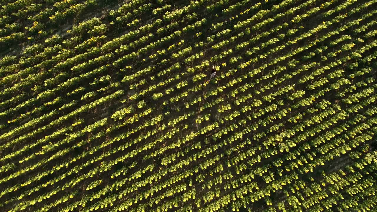 una morena feliz dando vueltas en el campo de girasoles