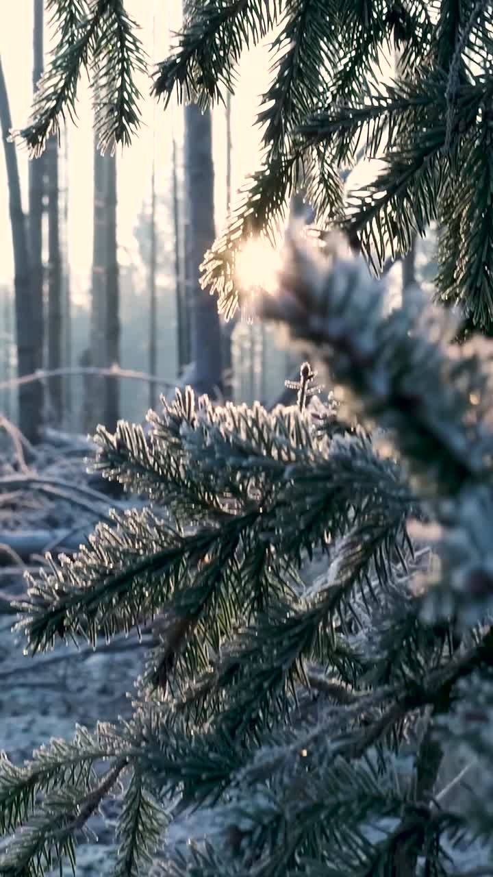 Замороженный лесной восход солнца