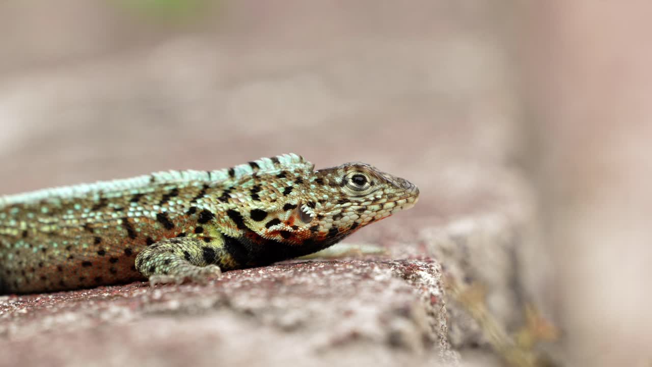 An endemic Santa Cruz lava lizard sits on a wall on Santa Cruz Island in the Gal&aacute;pagos Islands