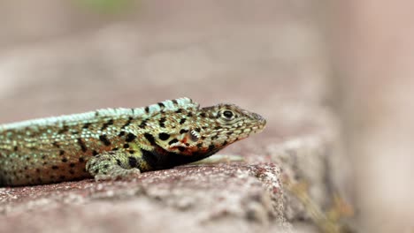 an endemic santa cruz lava lizard sits on a wall on santa cruz island in the galápagos islands