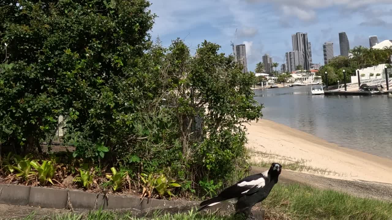 Magpie by a canal in a residential area