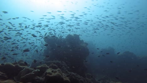 A-diving-adventure-in-the-waters-of-Koh-Kradan,-Thailand---underwater