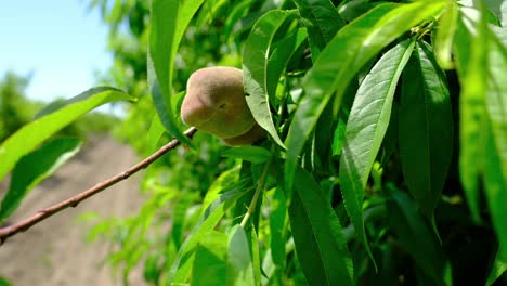 natural fresh unripe green peach tree branches