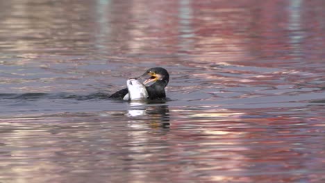 Un-Cormorán-Tratando-De-Comer-Un-Pez-Muy-Grande-En-El-Lago-Taudaha-En-Nepal