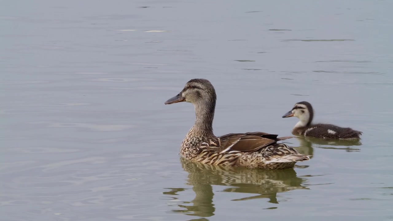 L'anatra madre guida i piccoli anatroccoli attraverso l'acqua calma. Le anatre scivolano dolcemente, creando leggere increspature sulla superficie. Gli anatroccoli seguono da vicino, imitando i movimenti della madre.