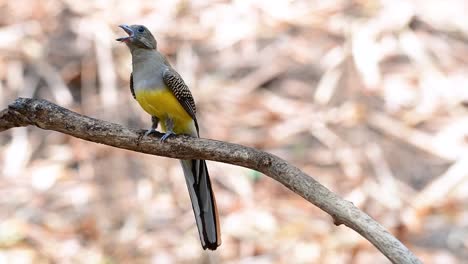 the orange-breasted trogon is a confiding medium size bird found in thailand