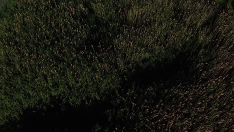 Drone-shot-above-the-green-reeds-revealing-the-horizon-line-and-the-edge-of-the-lake