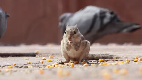 Indisches-Palmhörnchen-Oder-Dreistreifen-Palmhörnchen-(Funambulus-Palmarum)-Ist-Eine-Nagetierart-Aus-Der-Familie-Der-Sciuridae,-Die-Natürlicherweise-In-Indien-(südlich-Der-Vindhyas)-Und-Sri-Lanka-Vorkommt.