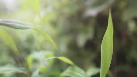 Toma-De-Alejamiento-Que-Captura-Las-Hojas-Delgadas-De-Una-Planta-Con-Un-Enfoque-Nítido