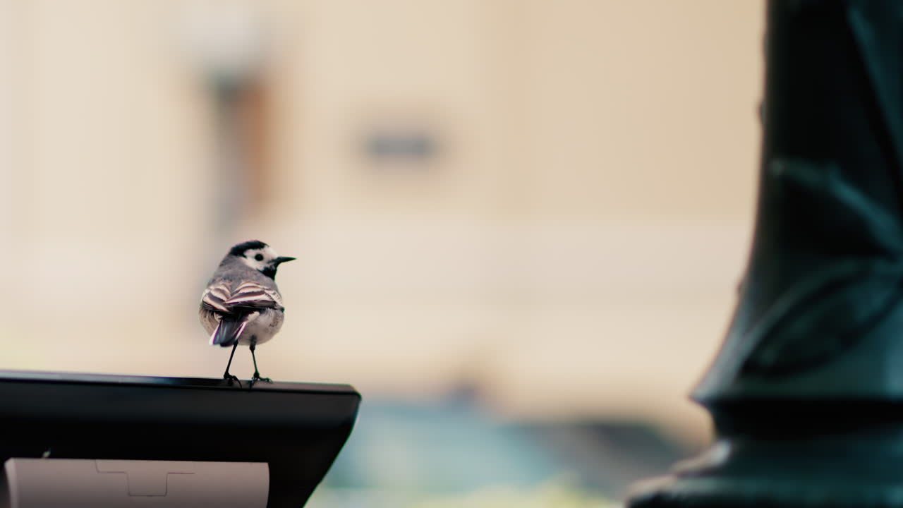 Close up of a sparrow on a blurred background
