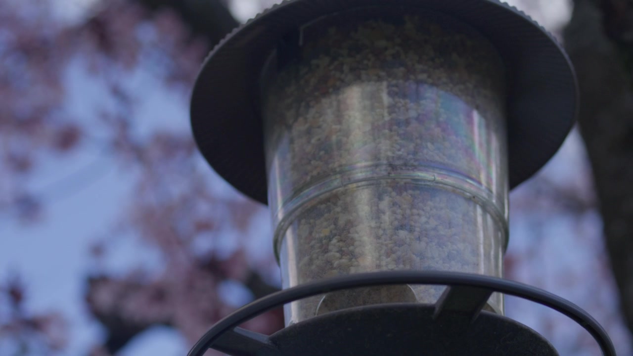 Feed Inside Bird House In Beautiful Sakura Cherry Blossom Tree in Wind